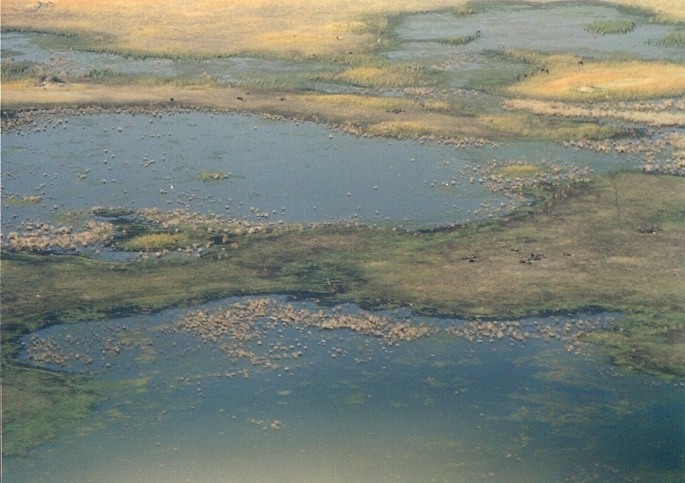Okavango Delta